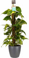 Decorum Scindapsus Mosstok 80 cm met Elho brussels antracite - Kap Scindapsus - Pot-plant combinaties- Hoogte 80 cm