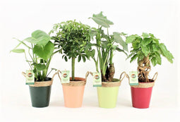 Tropic Mix in Zink met Touw ↨ 30cm - 4 stuks - hoge kwaliteit planten