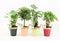 Tropic Mix in Zink met Touw ↨ 30cm - 4 stuks - hoge kwaliteit planten