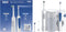 Oral-B Pro Series 1 - Elektrische tandenborstel met Oxyjet Monddouche - Roterend/oscillerend - Wit