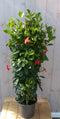 Dipladenia Mandevilla Sundaville Rood 140 cm