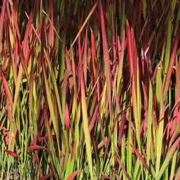Japans Bloedgras (Imperata cylindrica) 'Red Baron' | 1 stuk | Bloeiende vaste plant | bloemenpracht in de zomer | groenblijvende vaste plant | wintergroen | 11x11 cm Kwekerspot