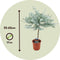 Plant in a Box - Eucalyptus Gunnii - Winterharde Eucalyptusboom op stam - Pot 17cm - Hoogte 55-65cm