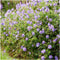 Plants by Frank | 48 Ooievaarsbek Planten | Geranium 'Rozanne' | Winterharde bodembedekker planten | tuinplanten | Winterharde vaste planten meerjarig | Winterharde tuinplanten