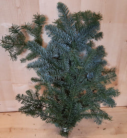 4 stuks Kerstgroen Nobilis groen blauw