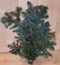 4 stuks Kerstgroen Nobilis groen blauw