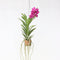 Plant in a Box - Vanda 'Botanica' in terracotta hangpot - Orchidee - Roze - ⌀12cm - Hoogte 50cm