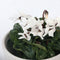 Plant in a Box - Cyclamen persicum 'Metis White' - Set van 6 - Perzische cyclaam - Pot 9cm - Hoogte 10-20cm