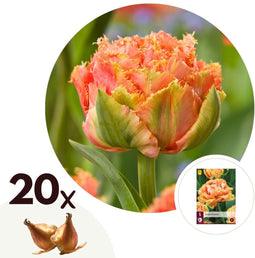 Plant in a Box - Tulipa Brisbane - Bloem bollen x20 - Tulp - Roze - Tulpen uit Holland