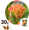 Plant in a Box - Tulipa Brisbane - Bloem bollen x20 - Tulp - Roze - Tulpen uit Holland