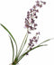 Silk-ka Kunstbloemen Zijden Bloemen Oncidium Tijger Orchidee Tak Bordeaux Paars 78 cm 150042