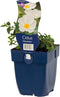 Cistrusroos (Cistus) 'Obtusifolius' | 1 stuk | groenblijvende vaste plant | wintergroen | Rotsplant | plant voor rotstuin | alpine plant | 11x11 cm Kwekerspot