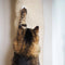 Quapas! Sisal Klimzak voor Katten - Beige - 180x16cm