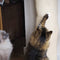 Quapas! Sisal Klimzak voor Katten - Beige - 180x16cm