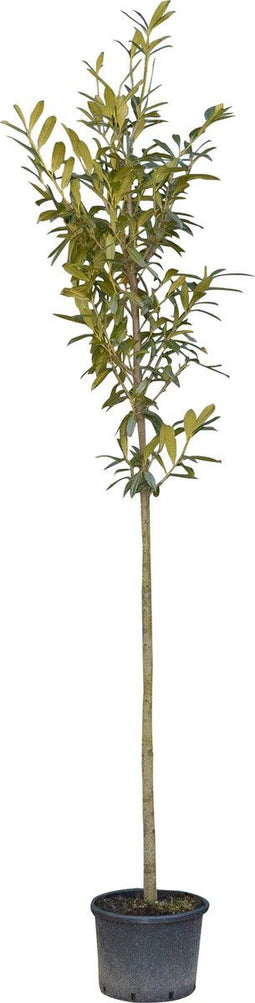 Laurierkers hoogstam 300 cm | Prunus laurocerasus 10-14 cm | Bomenbezorgd.nl