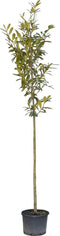 Laurierkers hoogstam 300 cm | Prunus laurocerasus 10-14 cm | Bomenbezorgd.nl