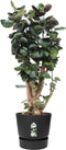 Elho Greenville Rond 55 - Grote Bloempot Buiten - Waterreservoir - 100% Gerecycled Plastic - Ø 55 x H 50 cm - Living black