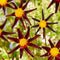 Plant in a Box - Dahlia 'Verrone's Obsidian' - set van 3 - zomerbloeiers - dahliaknollen - tuinbloemen - Paars