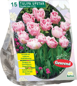 Baltus - Bollen Tulipa Upstar 15 stuks