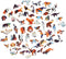 UNIDRAGON Houten Puzzel Voor Volwassenen Dier - Mooie Tijger - 700 stukjes - Royal Size 45x56 cm