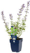 Griffioen - Nepeta faassenii 'Walker's Low'