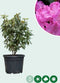 Rhododendron Roseum elegans | Rhododendron 'Roseum elegans' | Bomenbezorgd.nl