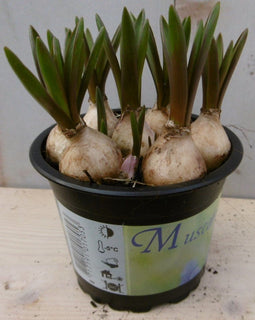 3 stuks! Witte druif in potje