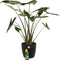 Alocasia Zebrina met Elho sierpot en Pokon