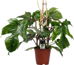 Decorum Philodendron Squamiferum - Pyramide - 70 cm, Ø 19 cm