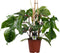 Decorum Philodendron Squamiferum - Pyramide - 70 cm, Ø 19 cm