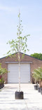 Witte himalaya berk | Betula ut. 'jacquemontii' 14-18 cm | Bomenbezorgd.nl
