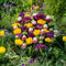Plant in a Box - Tulipa Candy Love - Tulpenbollen x20 - Bloembollen - Vroege bloeiers voor in de tuin - Nederlandse pracht