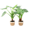 Alocasia Cucullata op stam in Noah Korb ↨ 45cm - 2 stuks - hoge kwaliteit planten