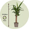 Plant in a Box - Palmlelie - Yucca elephantipes - Hoogte 50-60cm - Pot 14cm - Groenblijvende plant