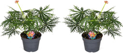 Plant in a Box - Jatropha Multifida - Set van 2 - Exotische bloeiende kamerplanten - Pot 17cm - Hoogte 40-50cm