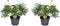 Plant in a Box - Jatropha Multifida - Set van 2 - Exotische bloeiende kamerplanten - Pot 17cm - Hoogte 40-50cm