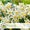Plant in a Box - Narcissus botanical White x30 - Narcisbollen - Meerjarige winterharde bloembollen voor in de tuin, terras of balkon