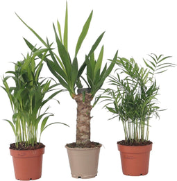 Plant in a Box - Mini Palmen Mix - Set van 3 stuks - Kamerplanten - Pot 12cm - Hoogte 30-40cm