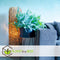 Plant in a Box - Phlebodium Aureum 'Blue Star' - Gemakkelijk te verzorgen Blauwvaren - Pot 17cm - Hoogte 40-50cm