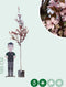 Puperbladige sierpruim Prunus cerasifera Nigra h 350 cm st. omtrek...