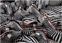 Clementoni - Puzzel - 1000 Stukjes - National Geographics Zebra's - Puzzel Voor Volwassenen en Kinderen