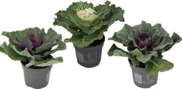 Plant in a Box - Brassica oleracea - Set van 3 - Sierkool - Decoratieve Bladen - Pot 10.5cm - Hoogte 10-20cm