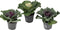Plant in a Box - Brassica oleracea - Set van 3 - Sierkool - Decoratieve Bladen - Pot 10.5cm - Hoogte 10-20cm