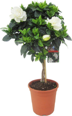 Plant in a Box - Gardenia Jasminoides - Op gevlochten stam - Onderhoudsarme plant - Witte bloemen - Pot 19cm - Hoogte 50-60cm