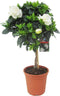 Plant in a Box - Gardenia Jasminoides - Op gevlochten stam - Onderhoudsarme plant - Witte bloemen - Pot 19cm - Hoogte 50-60cm