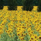 Customize it - Tuindoek raam zonnebloemen 210x140cm