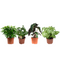 Ficus, Koffieplant, Olifantsoor of Skeletplant, Syngonium Arrow ↨ 25cm - 4 stuks - hoge kwaliteit planten