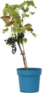 Plant in a Box - Vitis vinifera ‘Nero' - Druivenplant - ⌀21cm - Hoogte 60-75cm