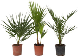 Plant in a Box - Buiten Palmbomen Mix - Mix van 3 planten - Pot 15cm - Hoogte 50-70cm