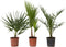 Plant in a Box - Buiten Palmbomen Mix - Mix van 3 planten - Pot 15cm - Hoogte 50-70cm